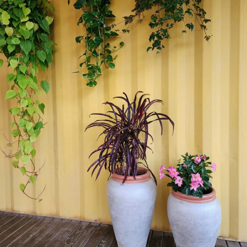 plantas (2)