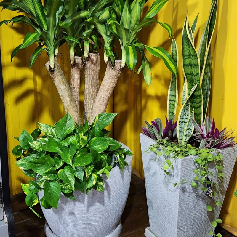 plantas-ornamentais (2)