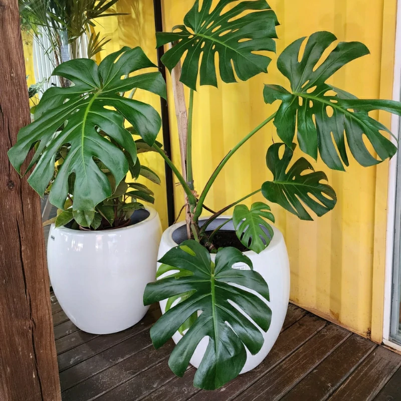 plantas-ornamentais (3)