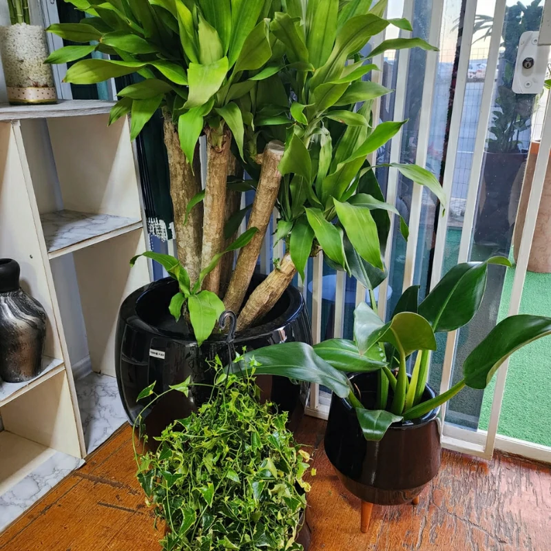 plantas